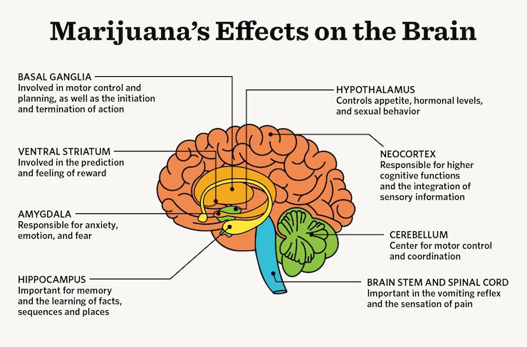 Why Does Cannabis Affect US All Differently?