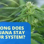 How Long Does a Cannabis High Last?